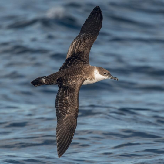 Great Shearwater