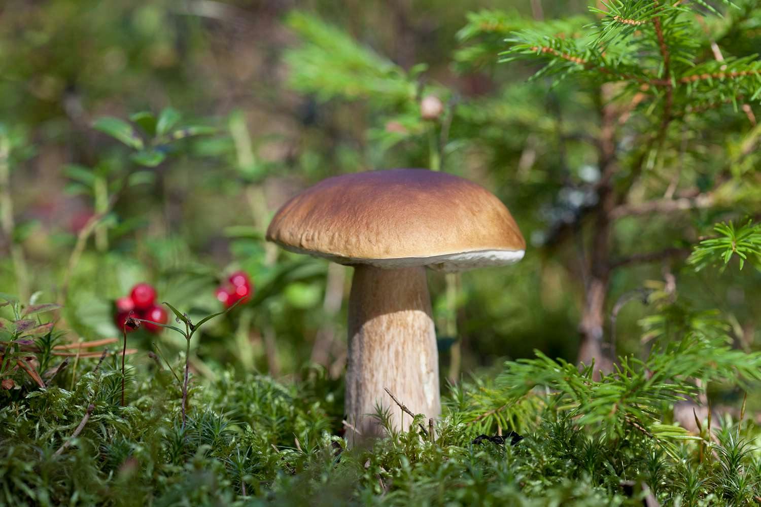 Porcini