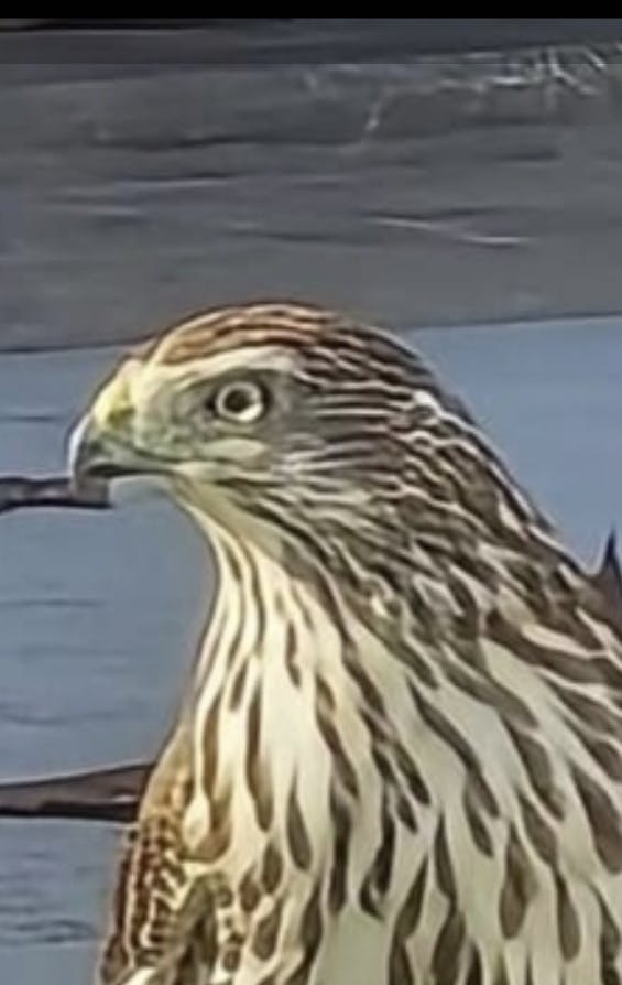 user avatar image for Paula Hallahan