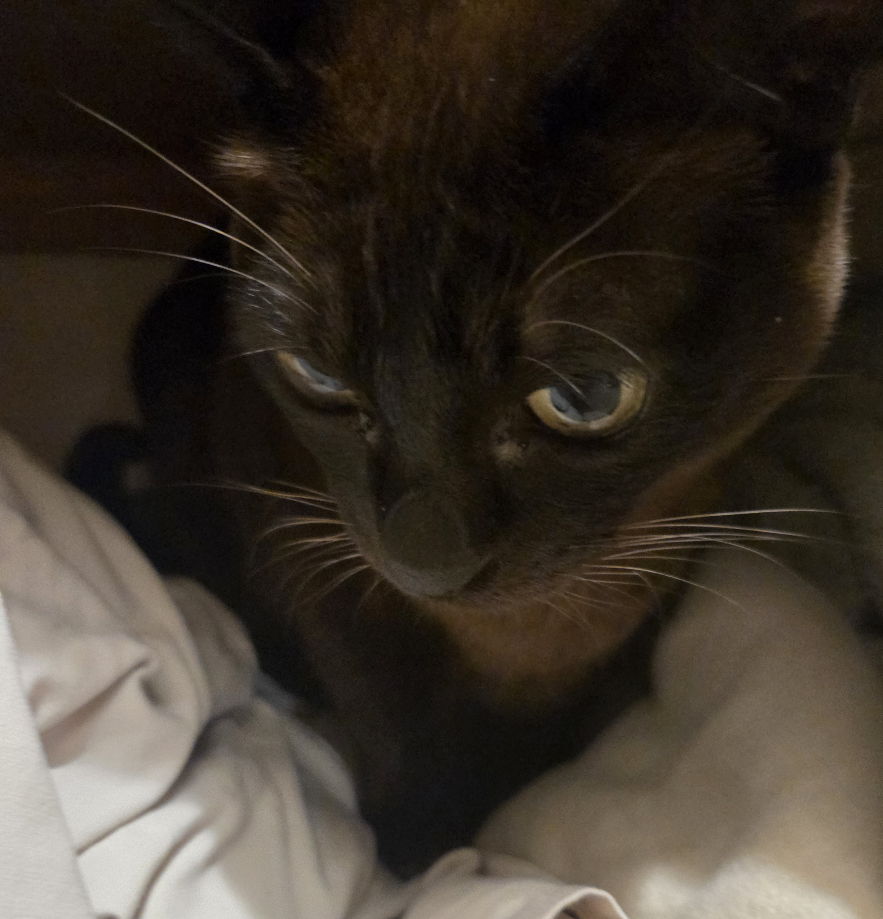 user avatar image for J Spooner-Adey 