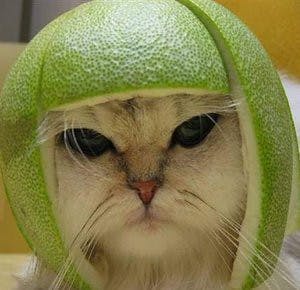 user avatar image for El Coco