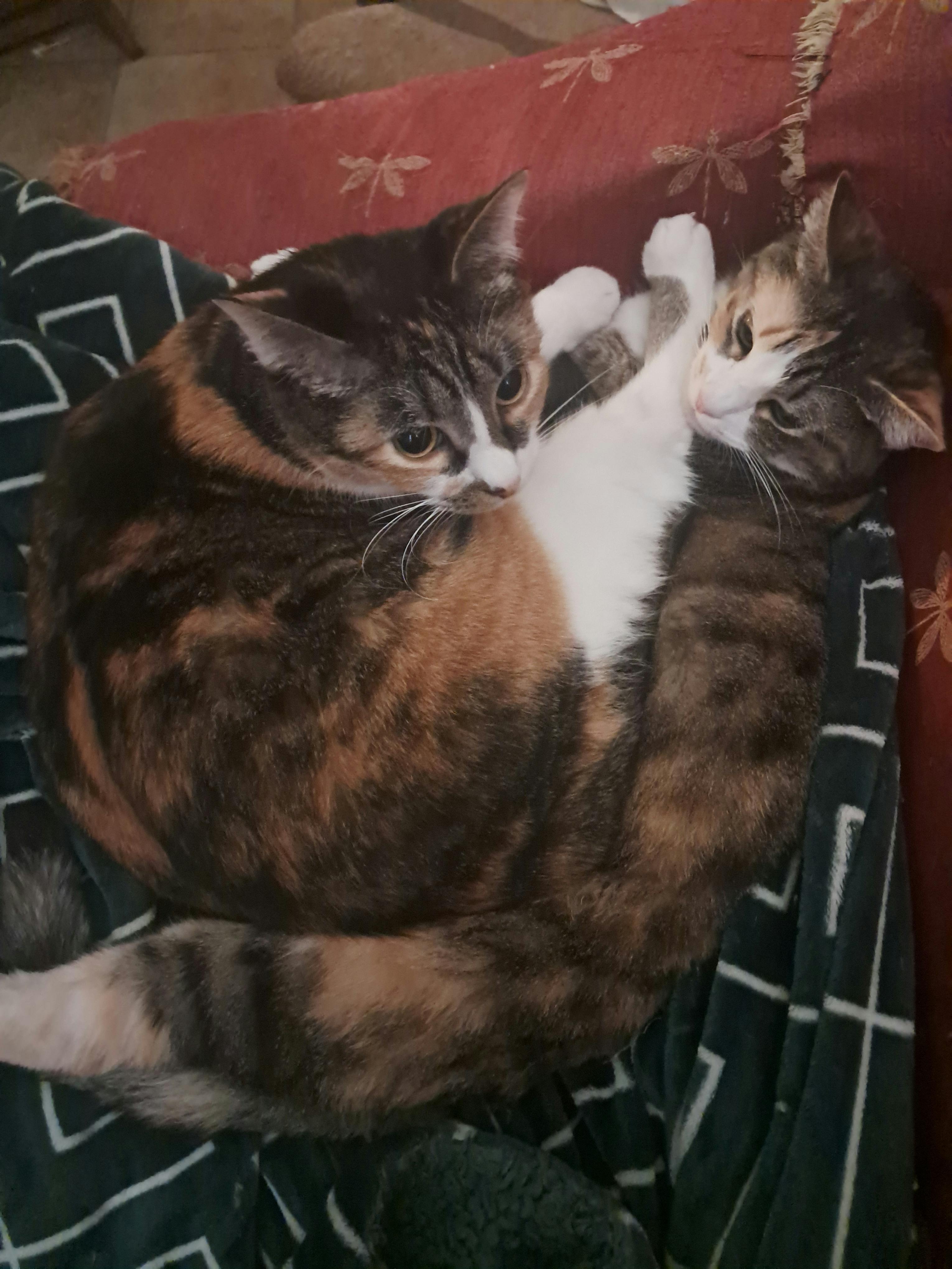 user avatar image for Mage Valroy