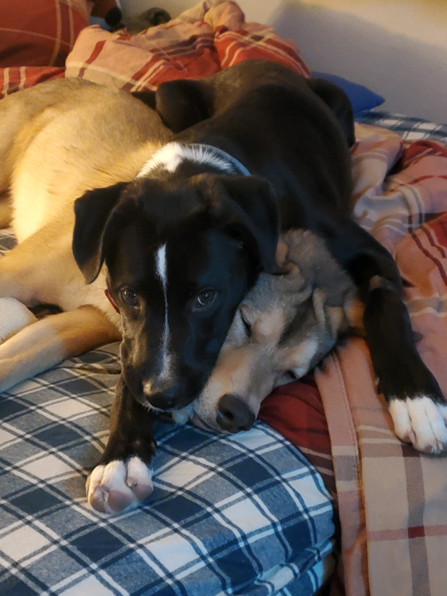 user avatar image for Alyeska