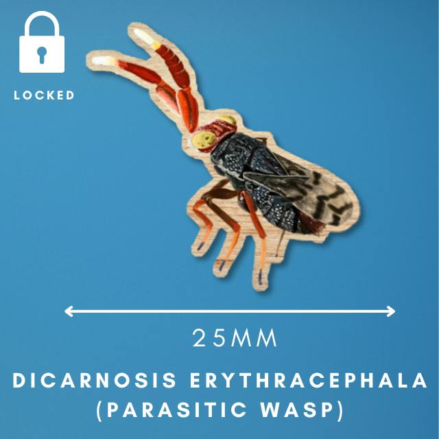 dicarnosis erythracephala parasitic wasp wooden 25mm mini pin unlocks at £500