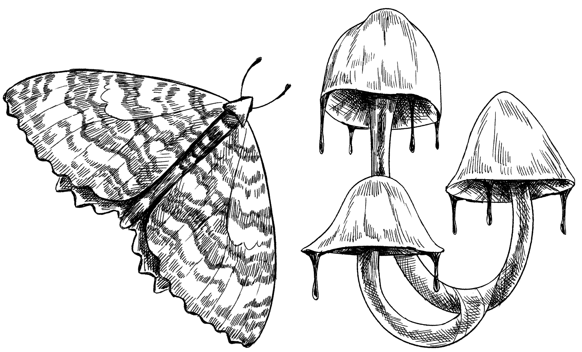 A black and white digital illustration of a moth and three fungi dripping black goo. The illustrations look like pen and ink sketches 