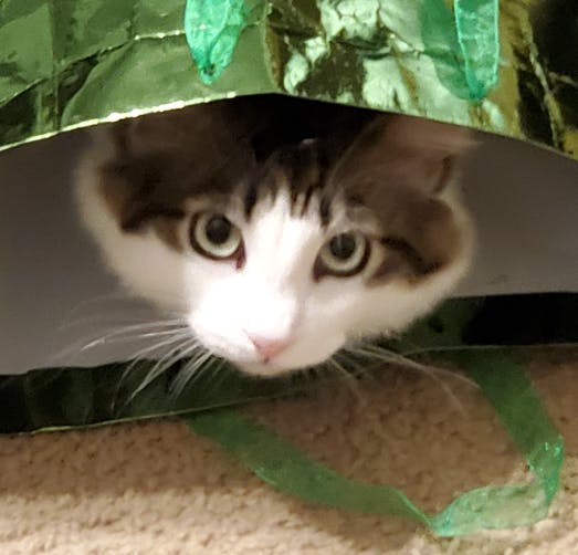 user avatar image for Alex Hingstrum