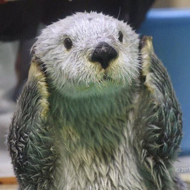 user avatar image for The Sea Otter