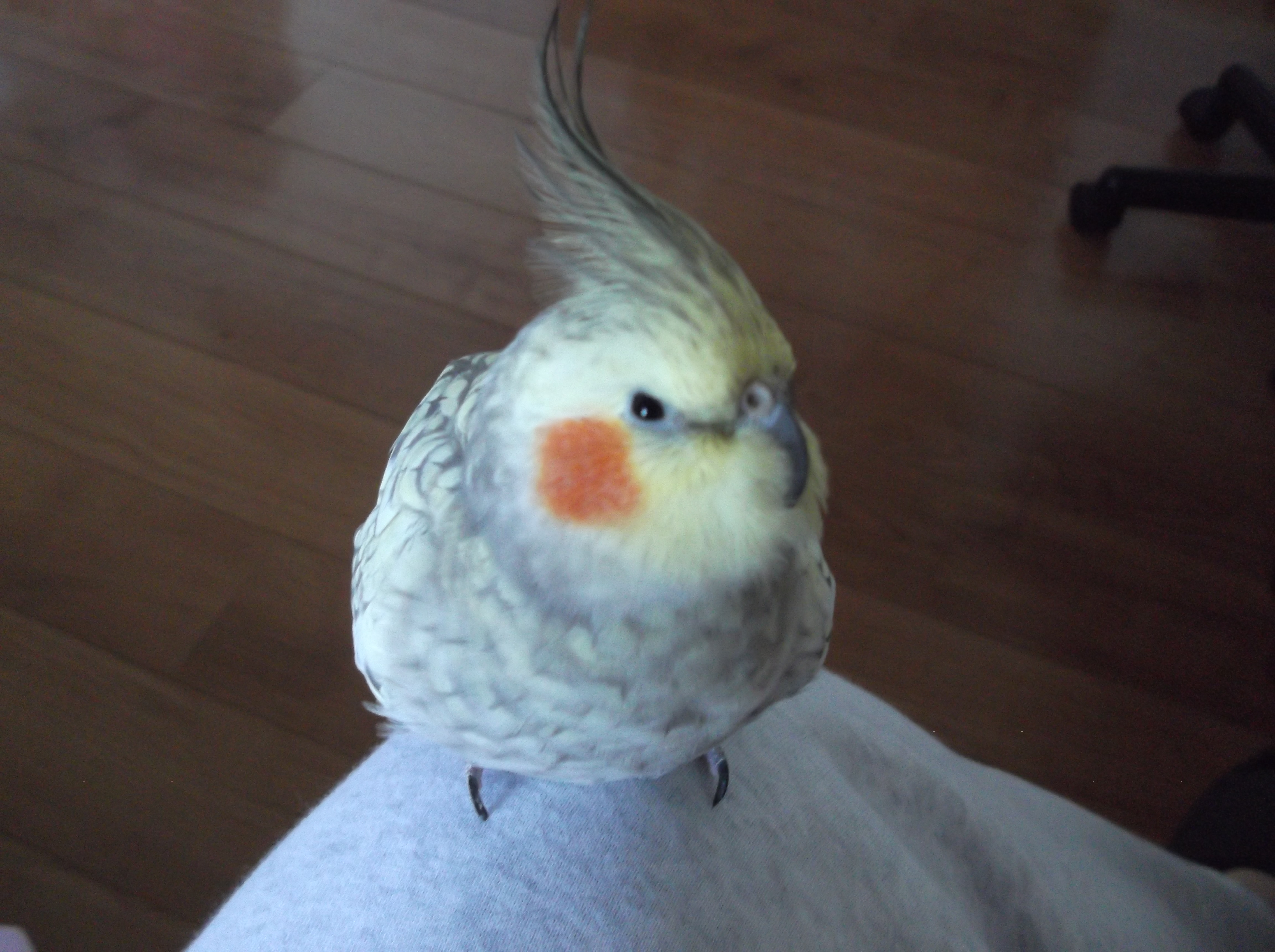 user avatar image for Scubtle