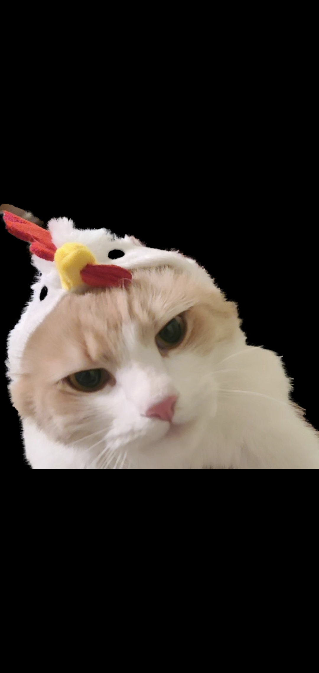 user avatar image for Joseph Alvarado 