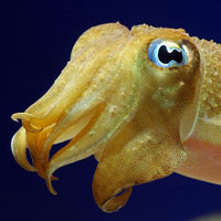 user avatar image for Daerenil