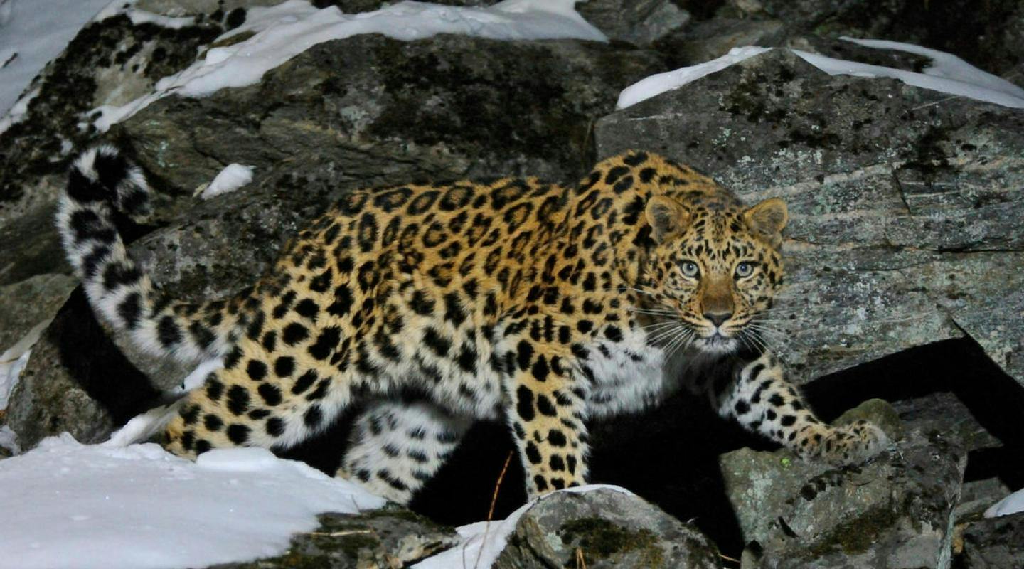 Amur Leopard
