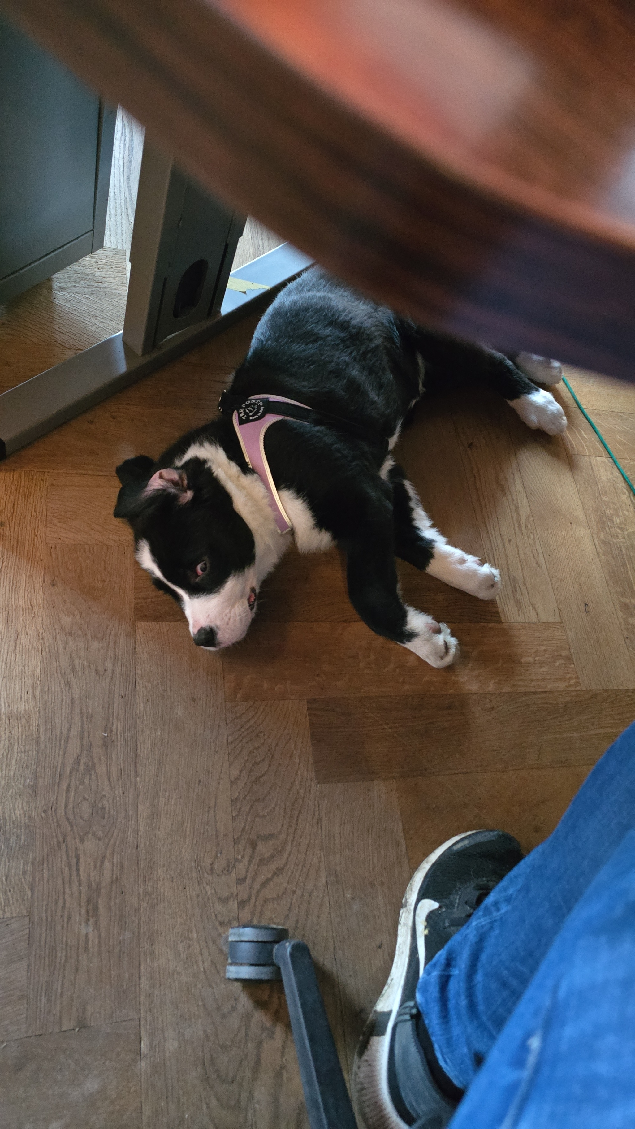 user avatar image for Coos 