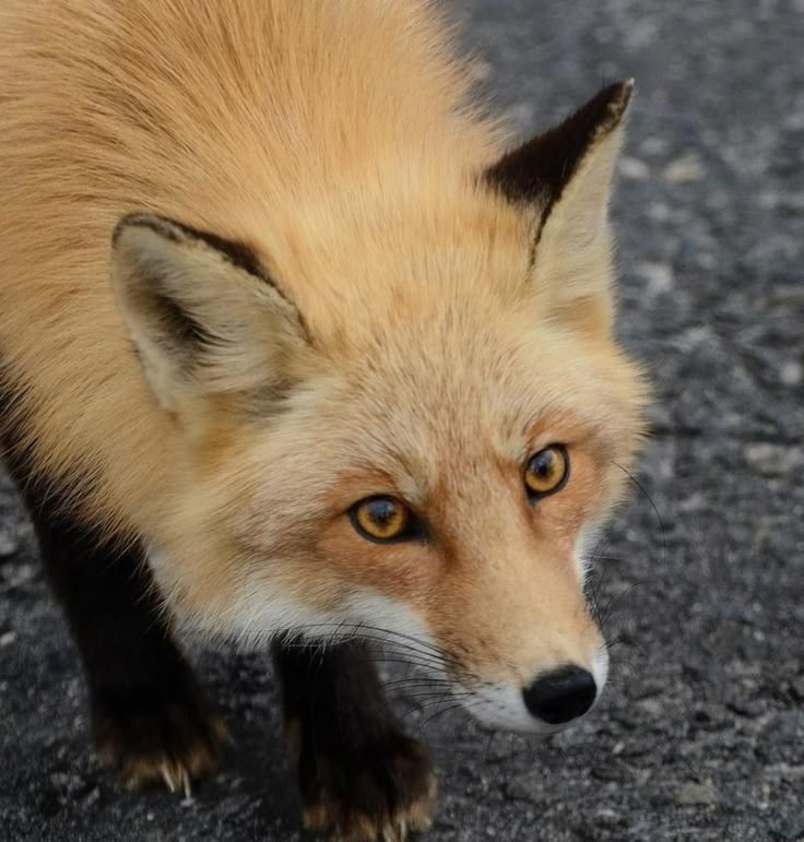 user avatar image for deepseasleepy