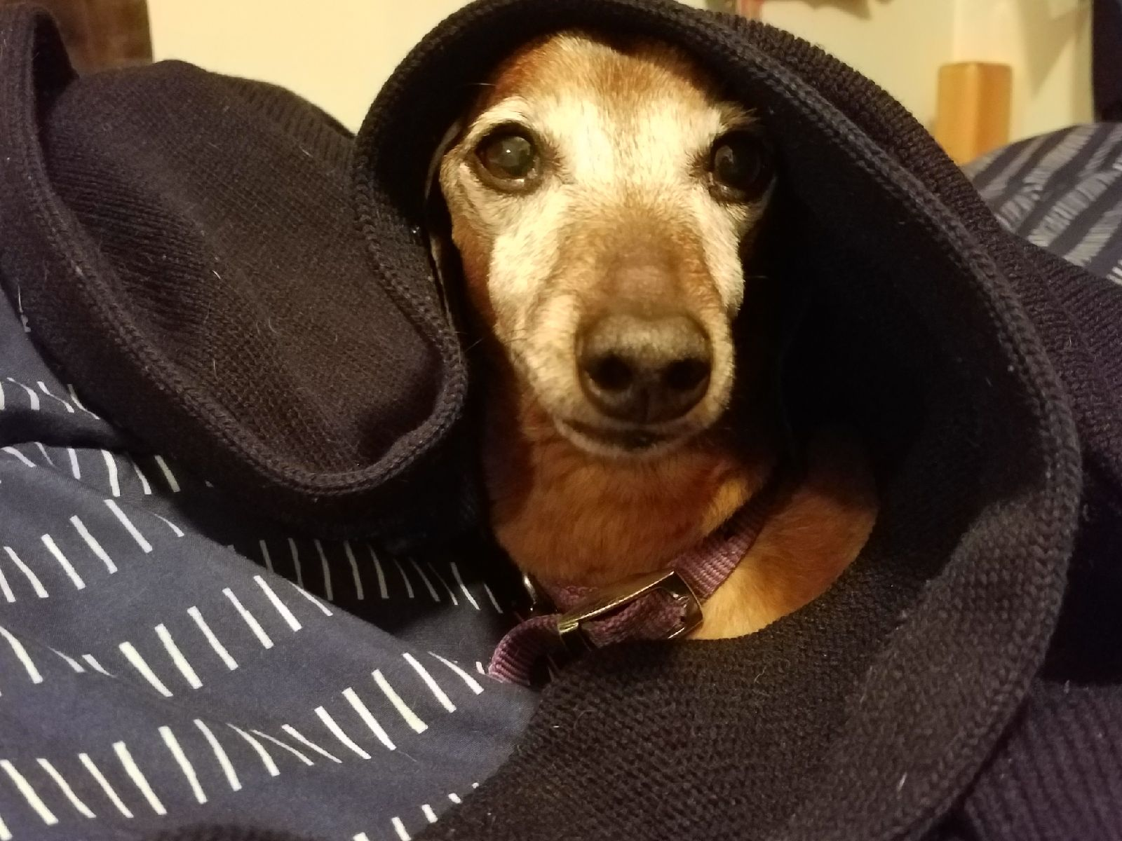 user avatar image for Chiliverde