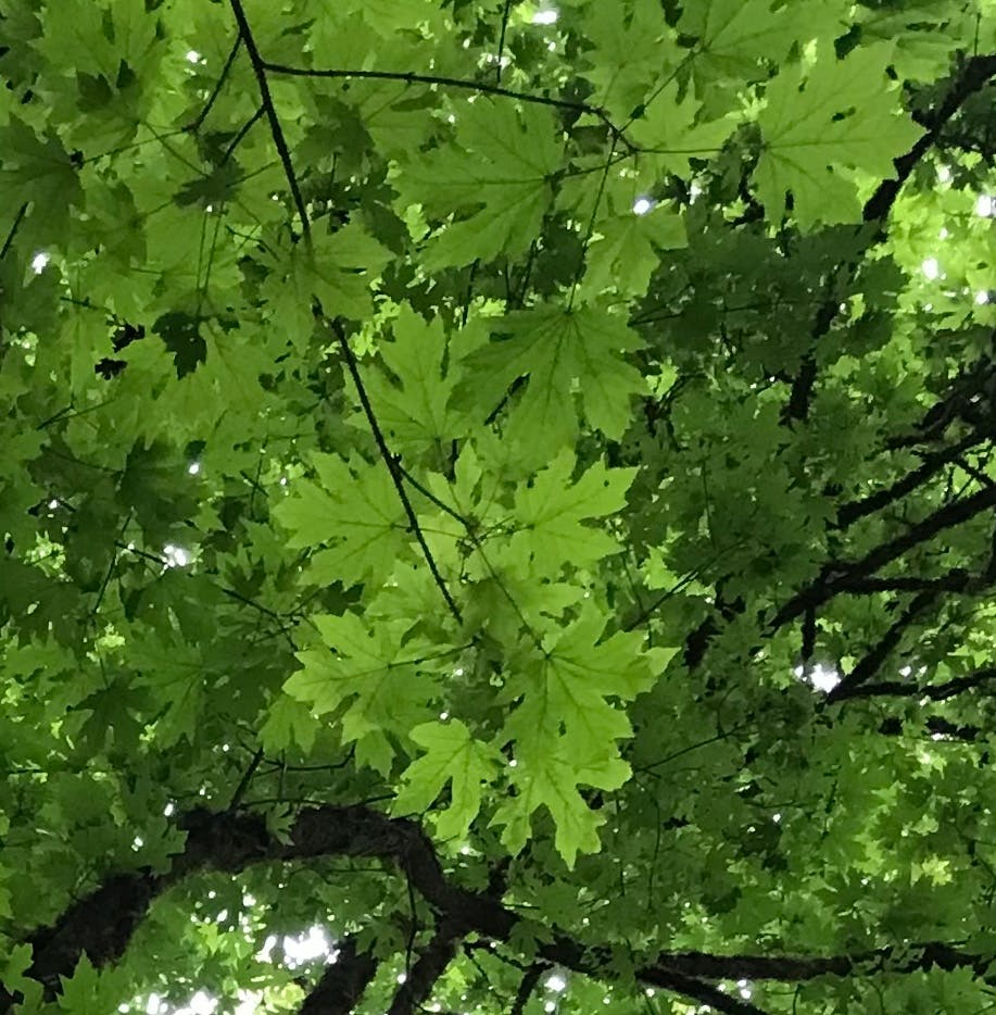 user avatar image for M