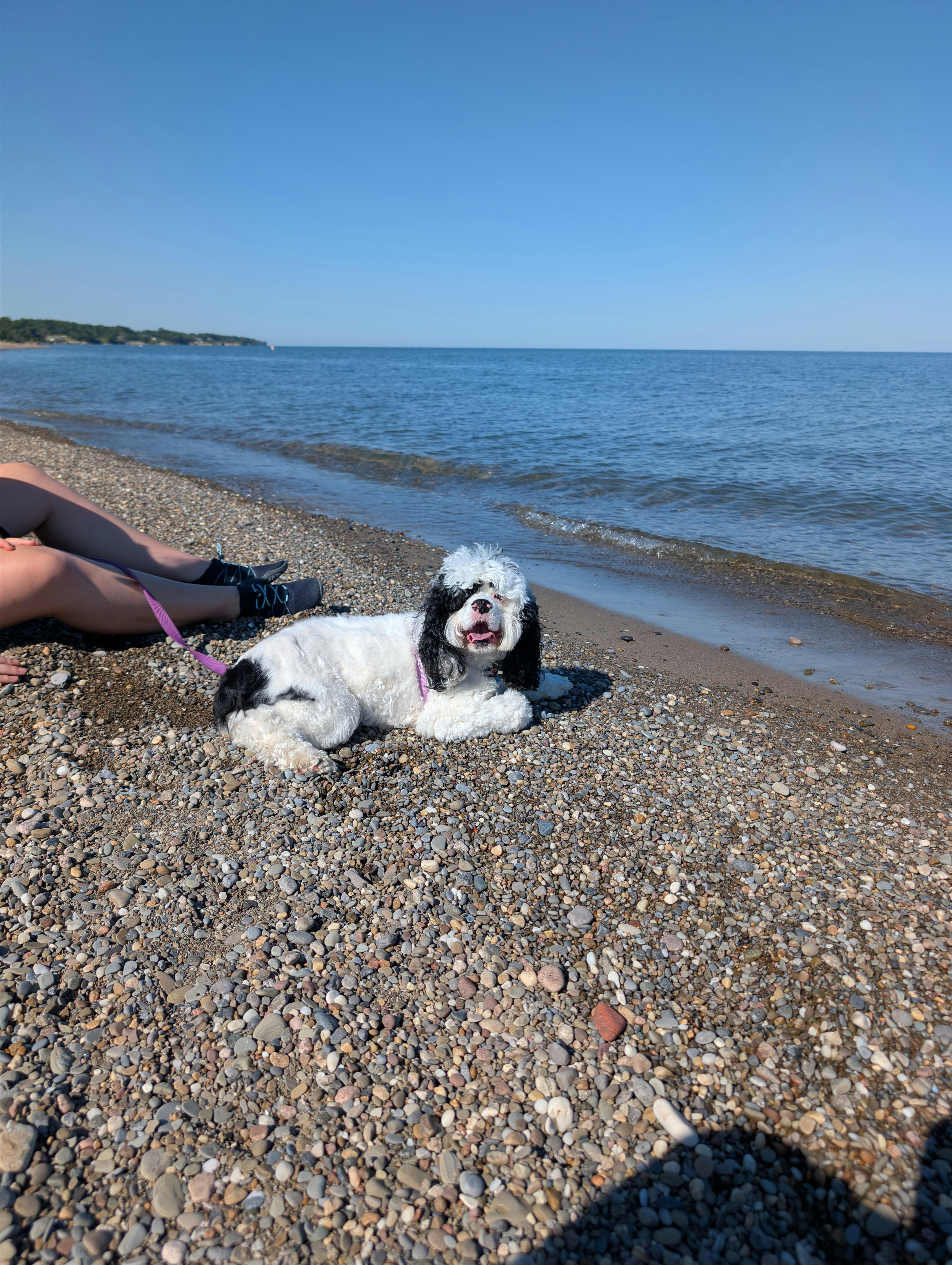 user avatar image for SomeDoggos 