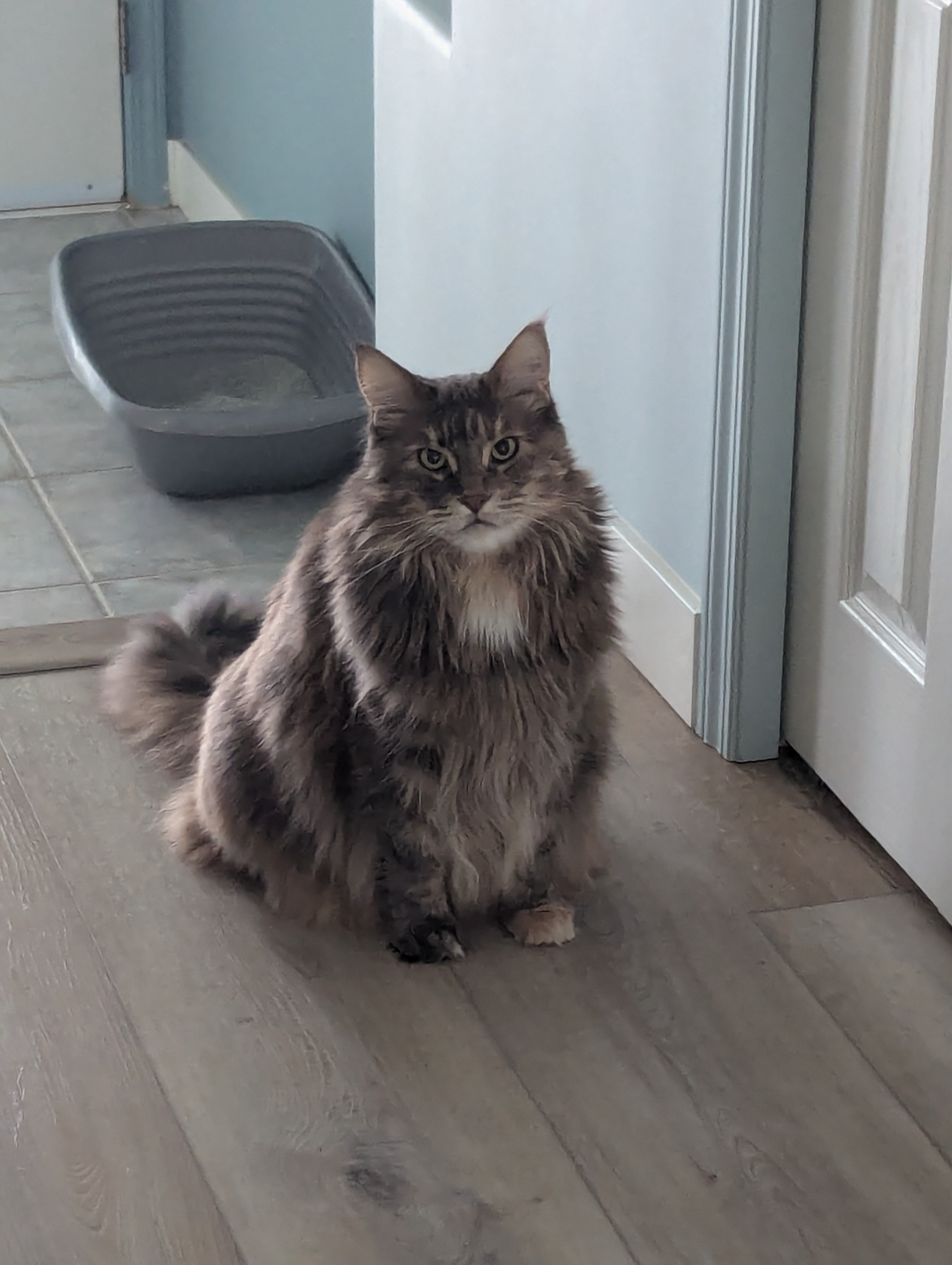 user avatar image for Berd Alert 