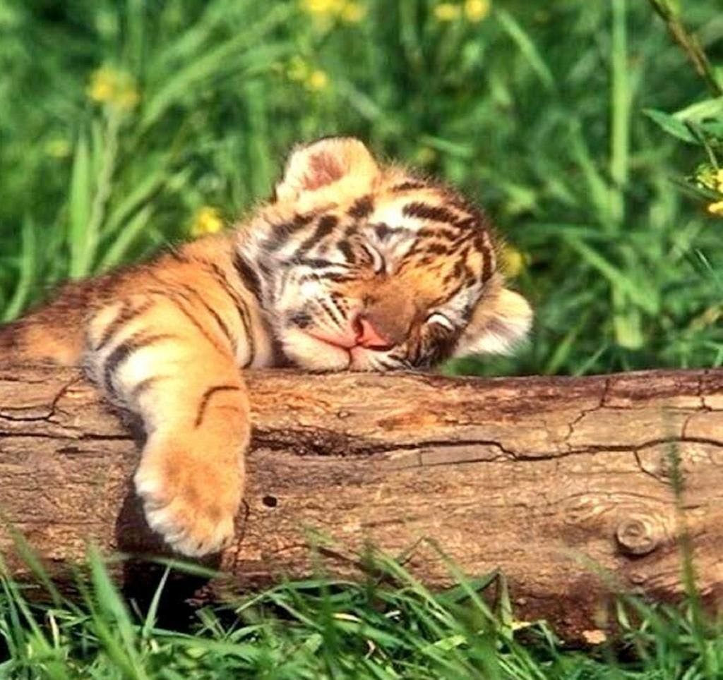 user avatar image for Gary Olsen