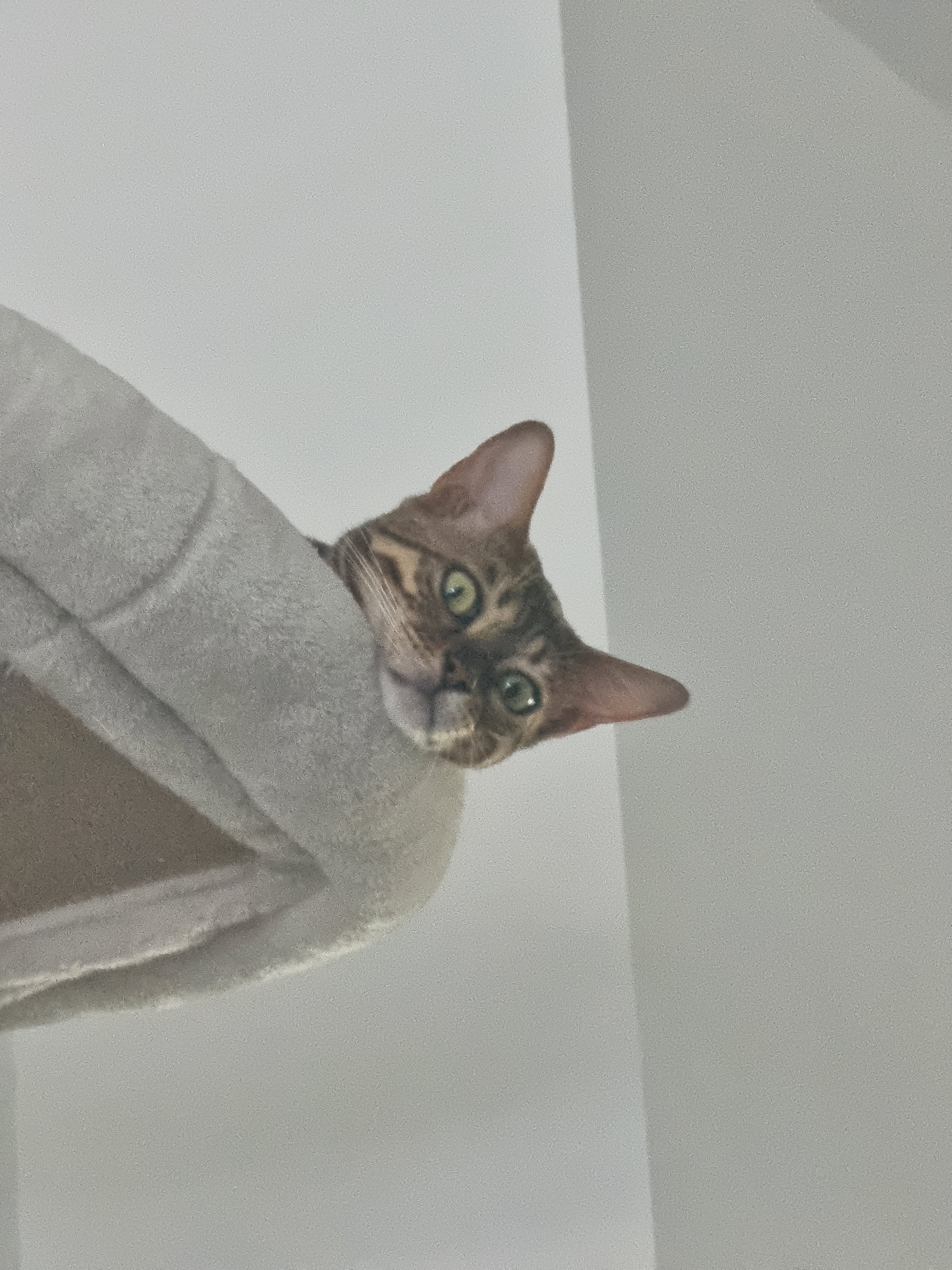 user avatar image for HugeDogOnYou