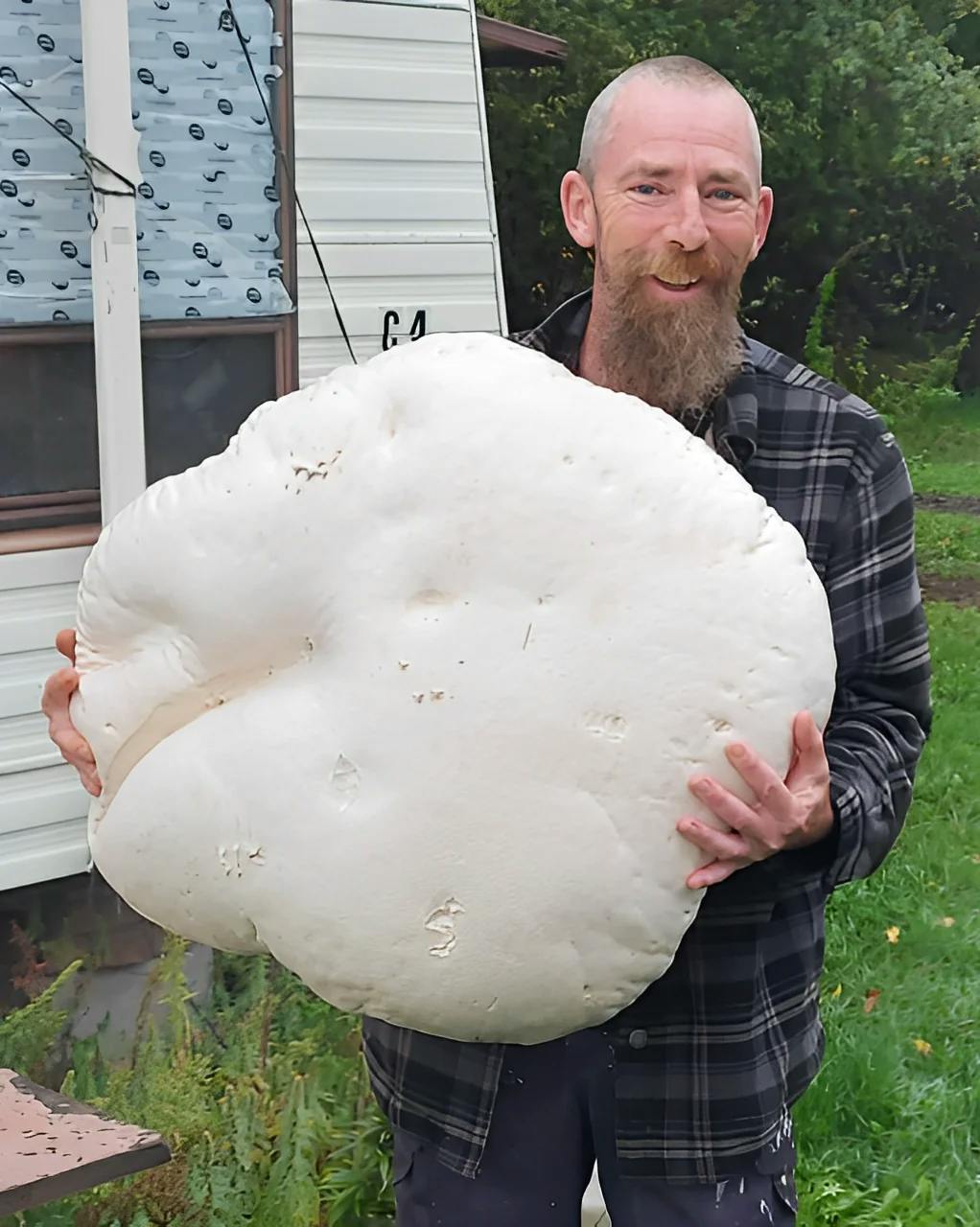 Giant Puffball