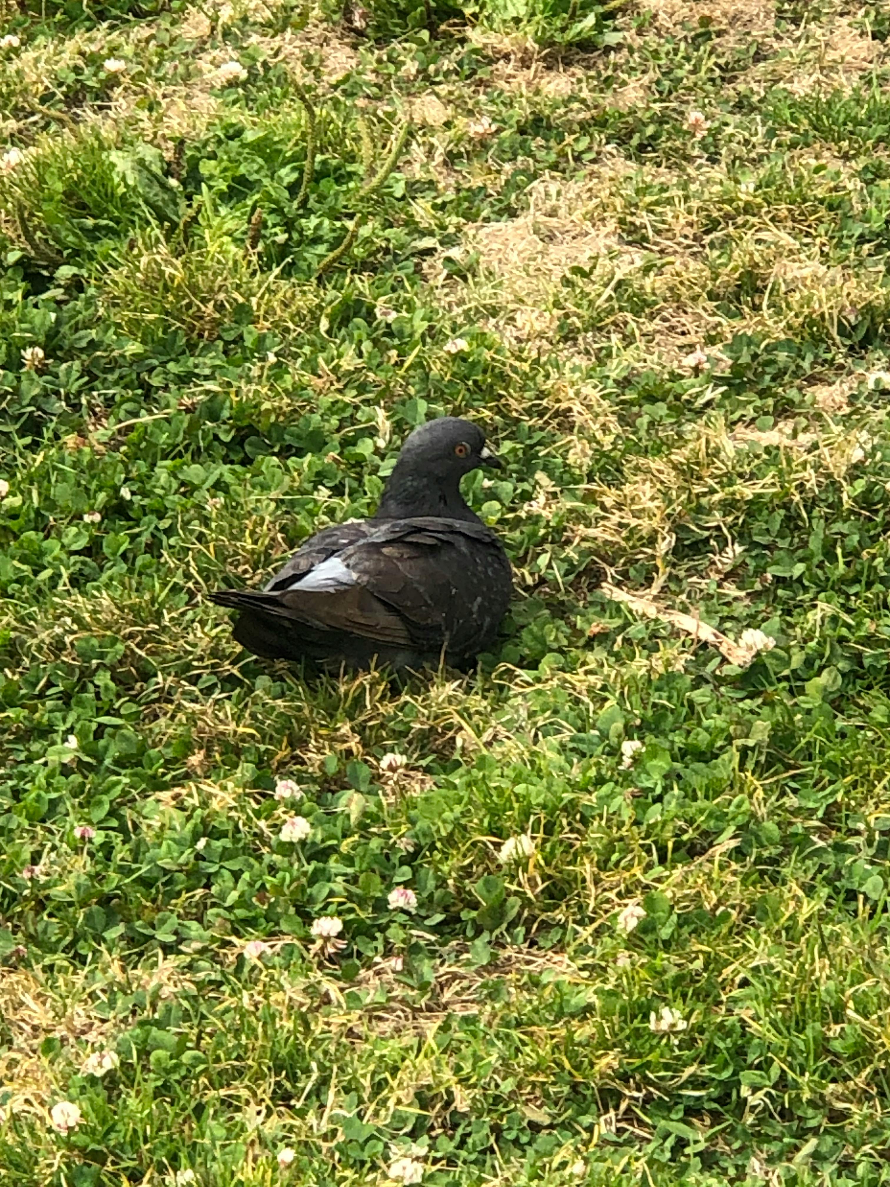 user avatar image for Dungeonleif