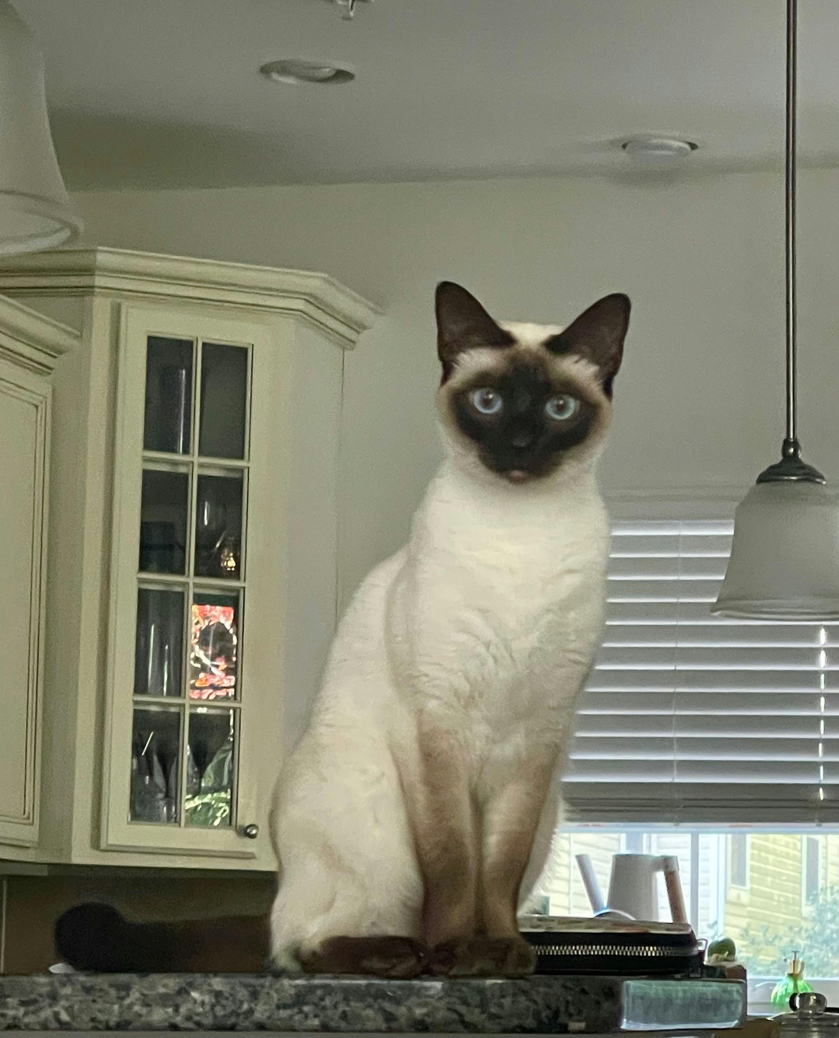 user avatar image for Alexa Whiteway