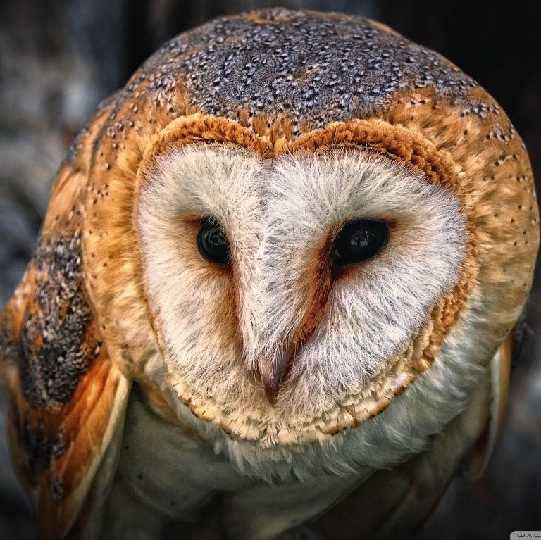 user avatar image for Cheeseable