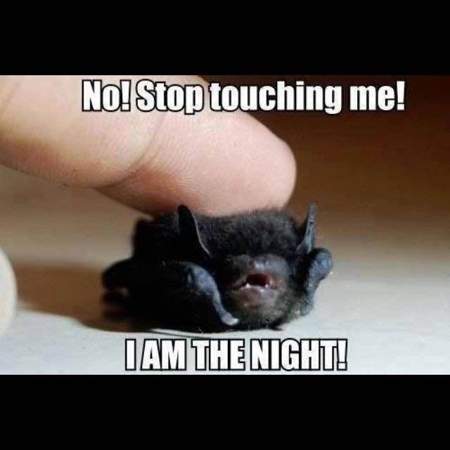 user avatar image for Wade Wallace