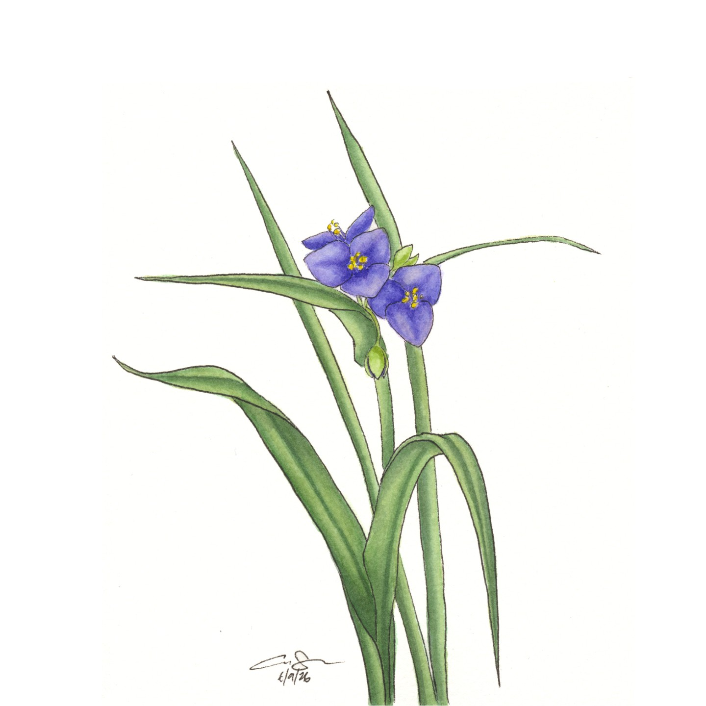Ohio Spiderwort