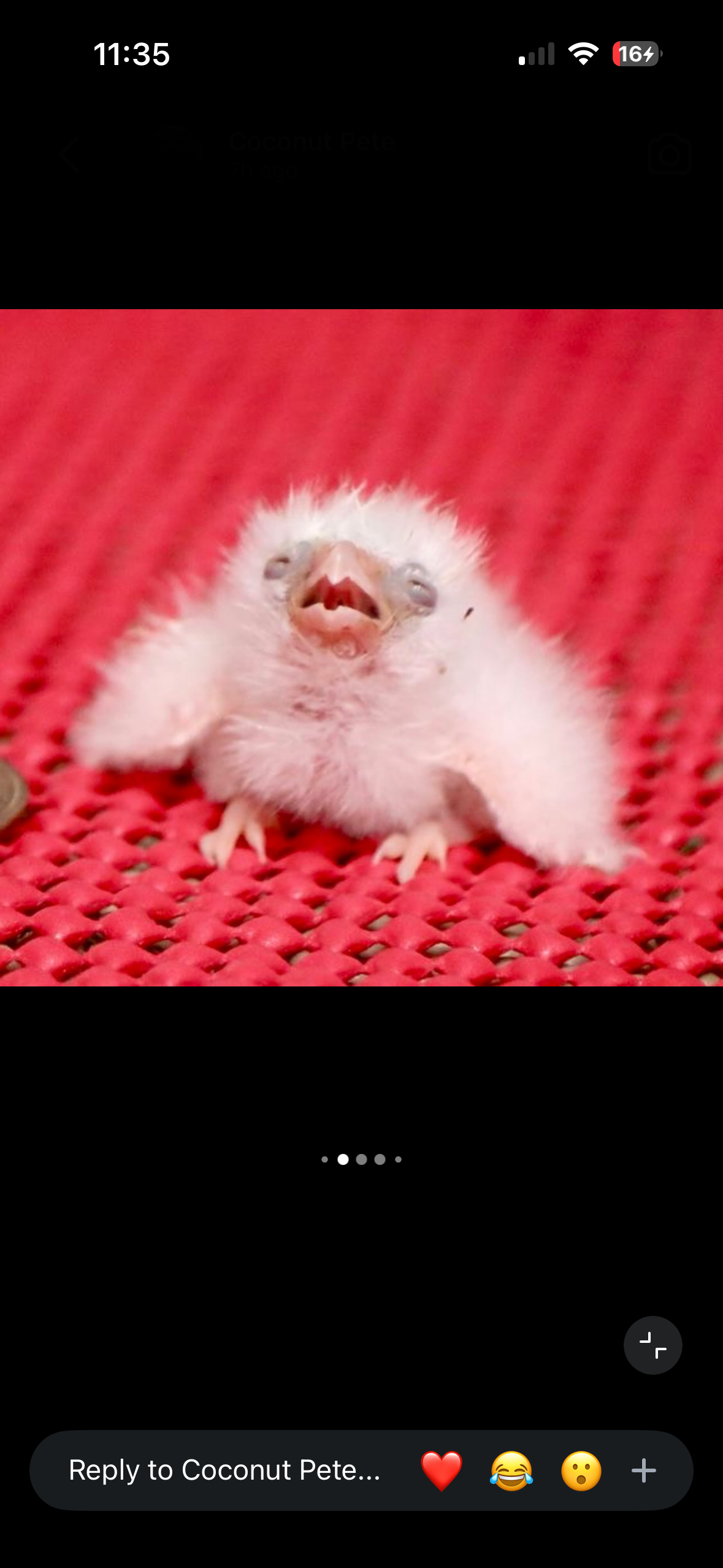 user avatar image for Dusty.vulture