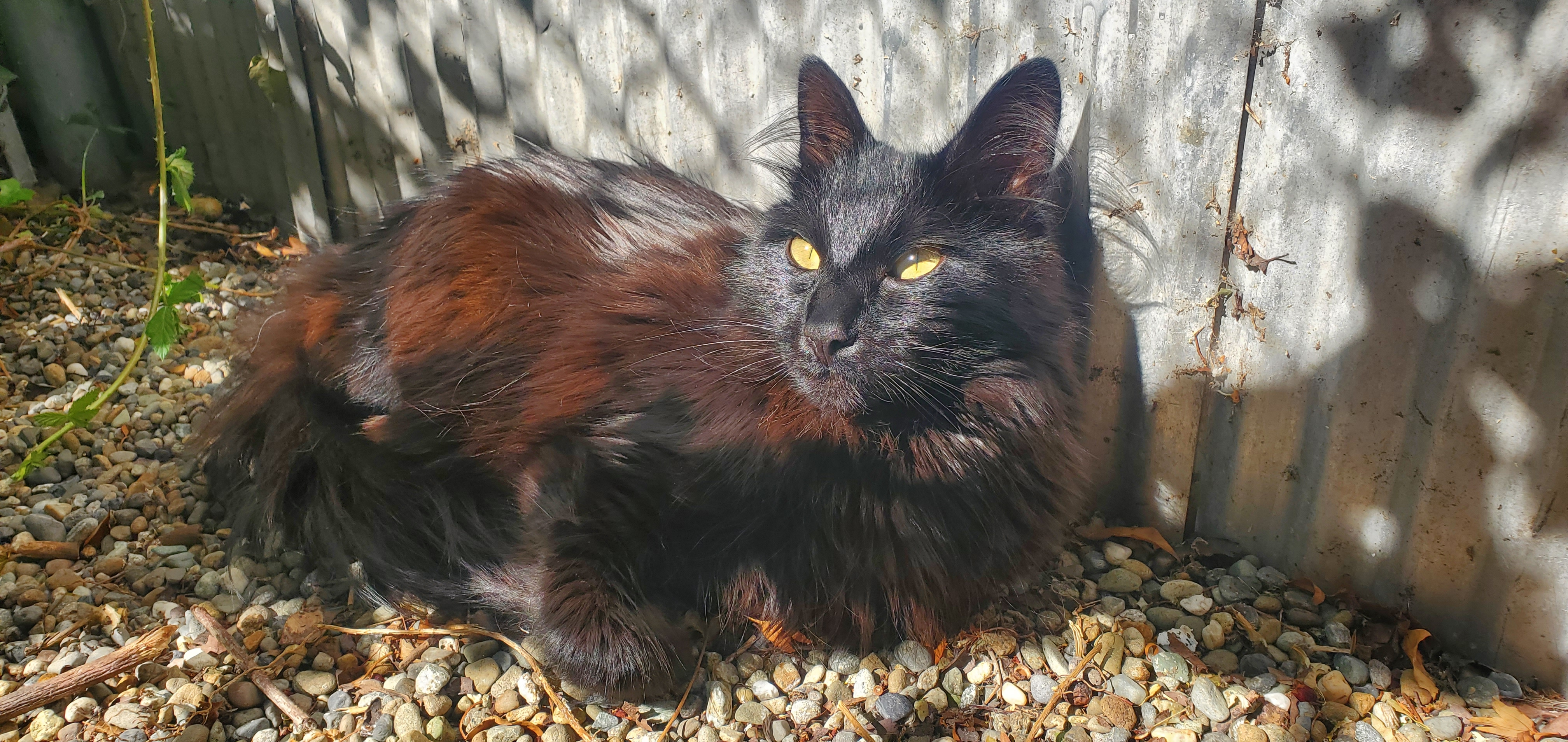 user avatar image for makncheez