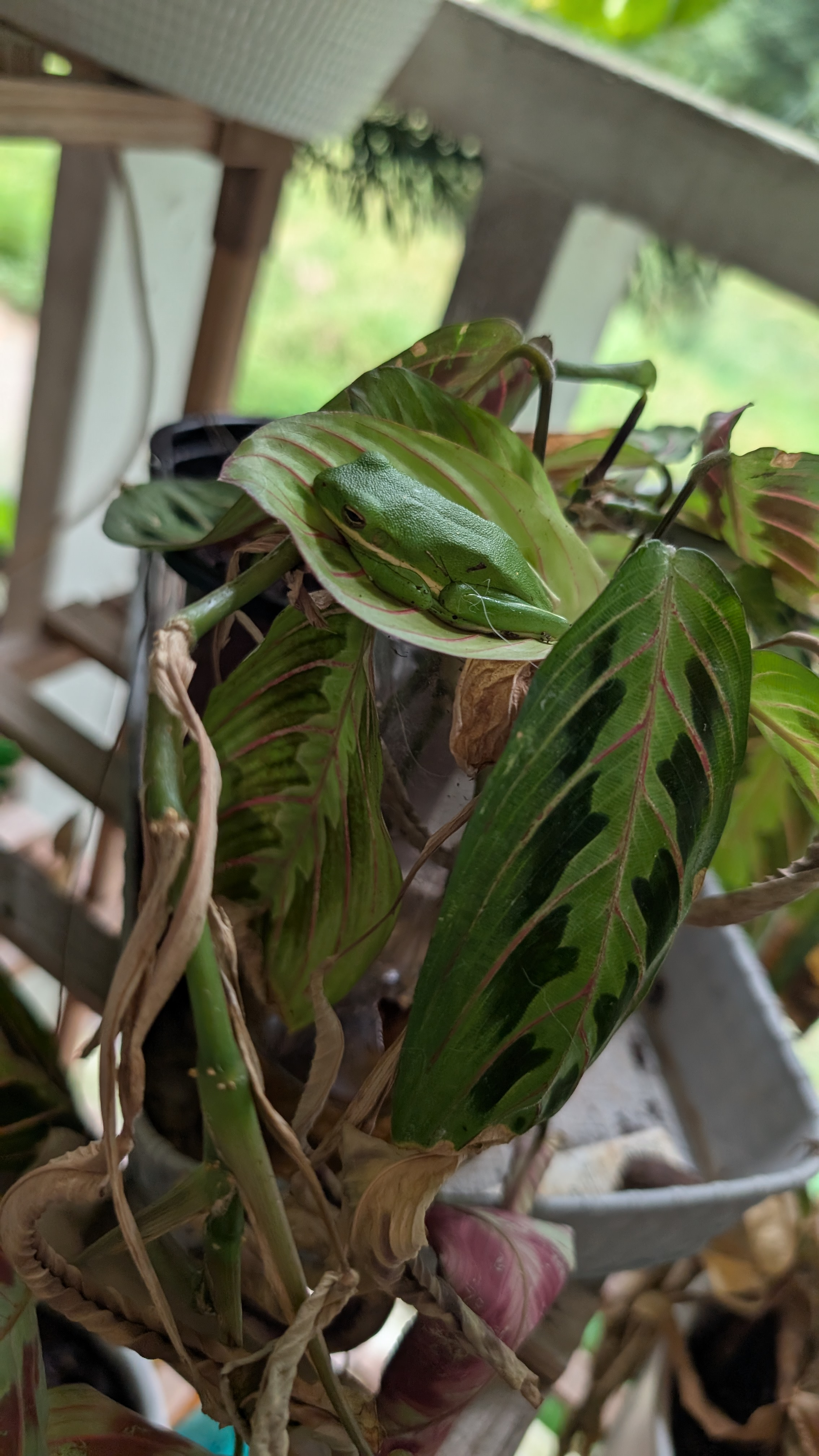 user avatar image for AbbieSquirrel