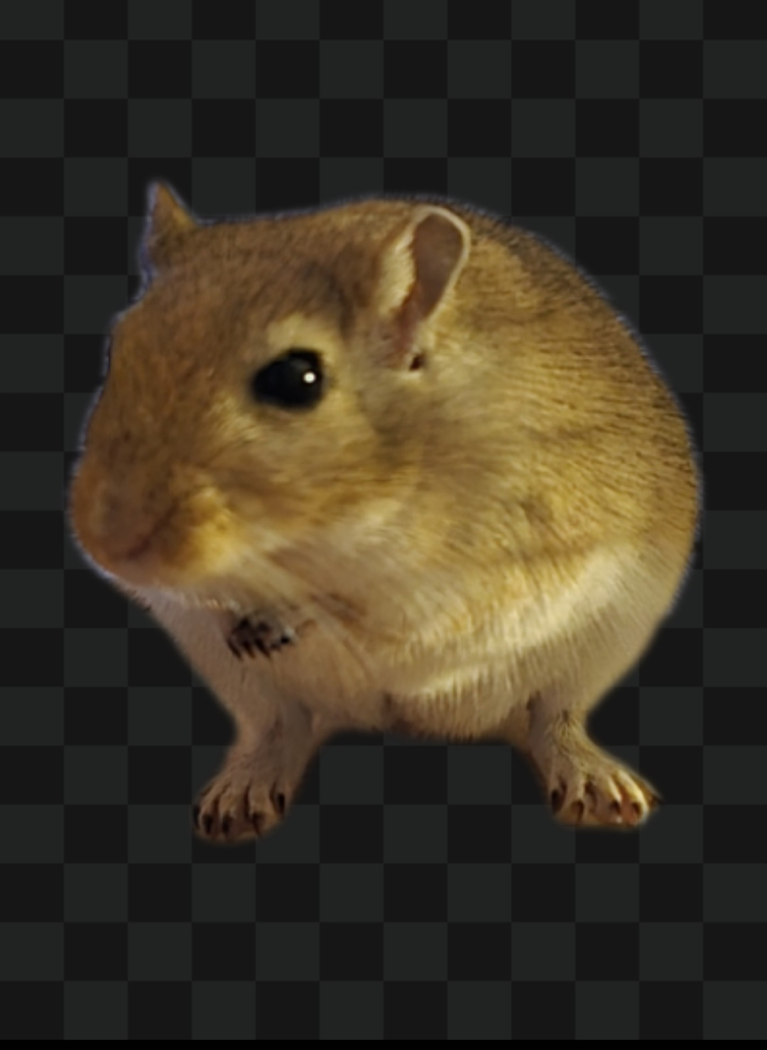 user avatar image for Alice