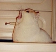 user avatar image for lionbrne