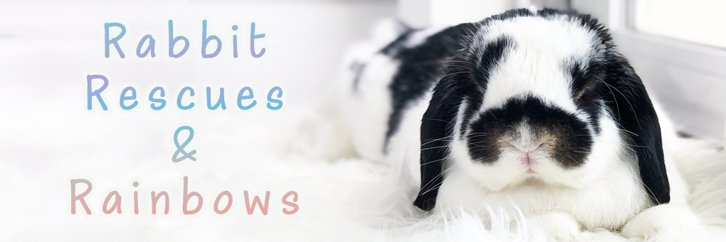 Rabbit Rescue & Rainbows