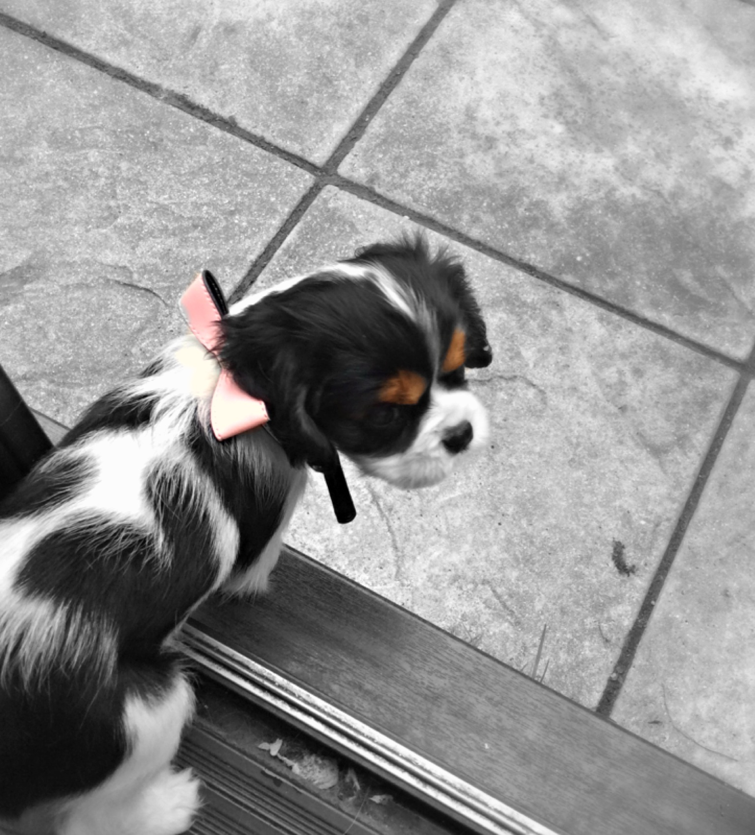 user avatar image for Paws - #38009