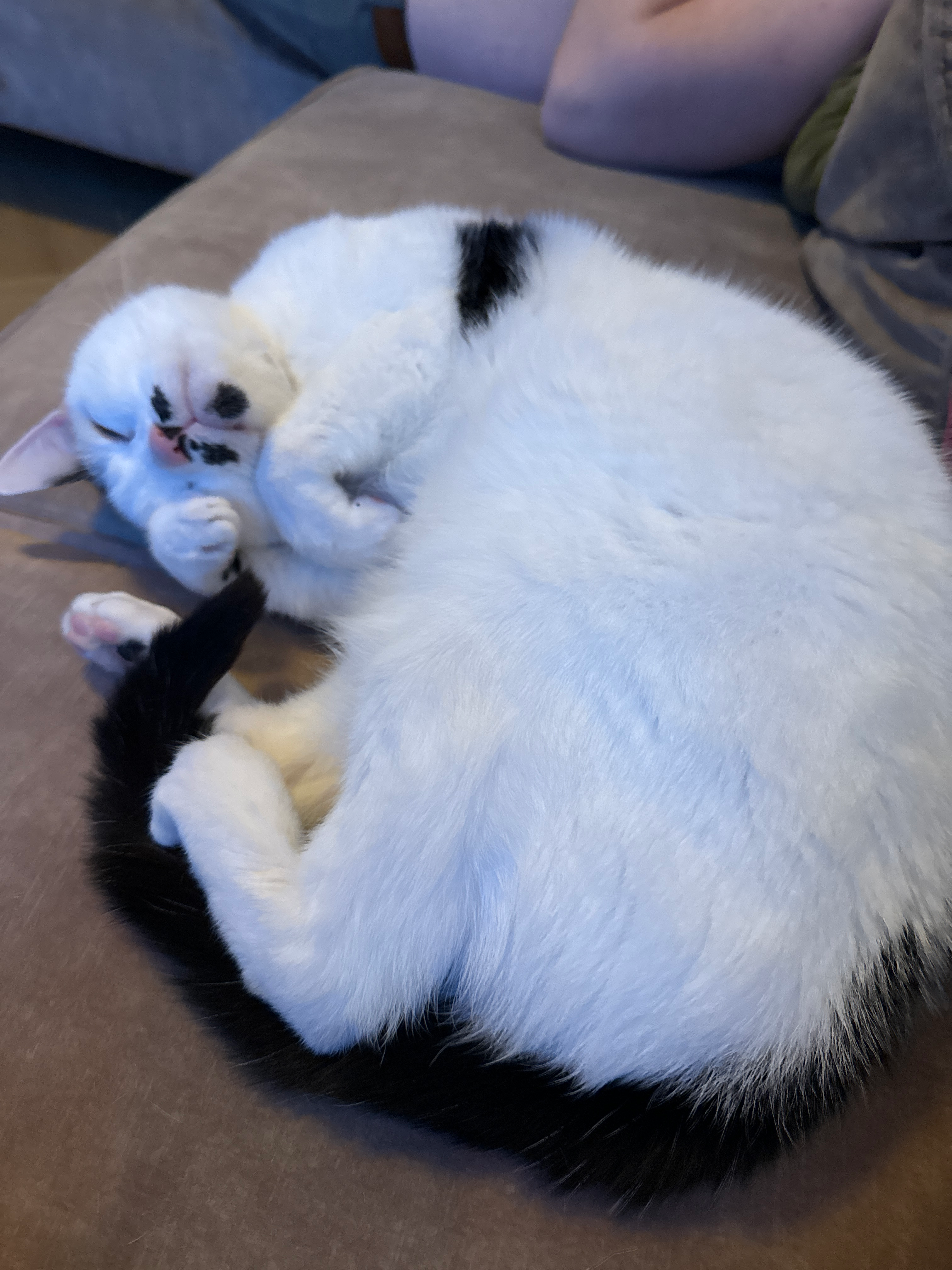 user avatar image for Haoran