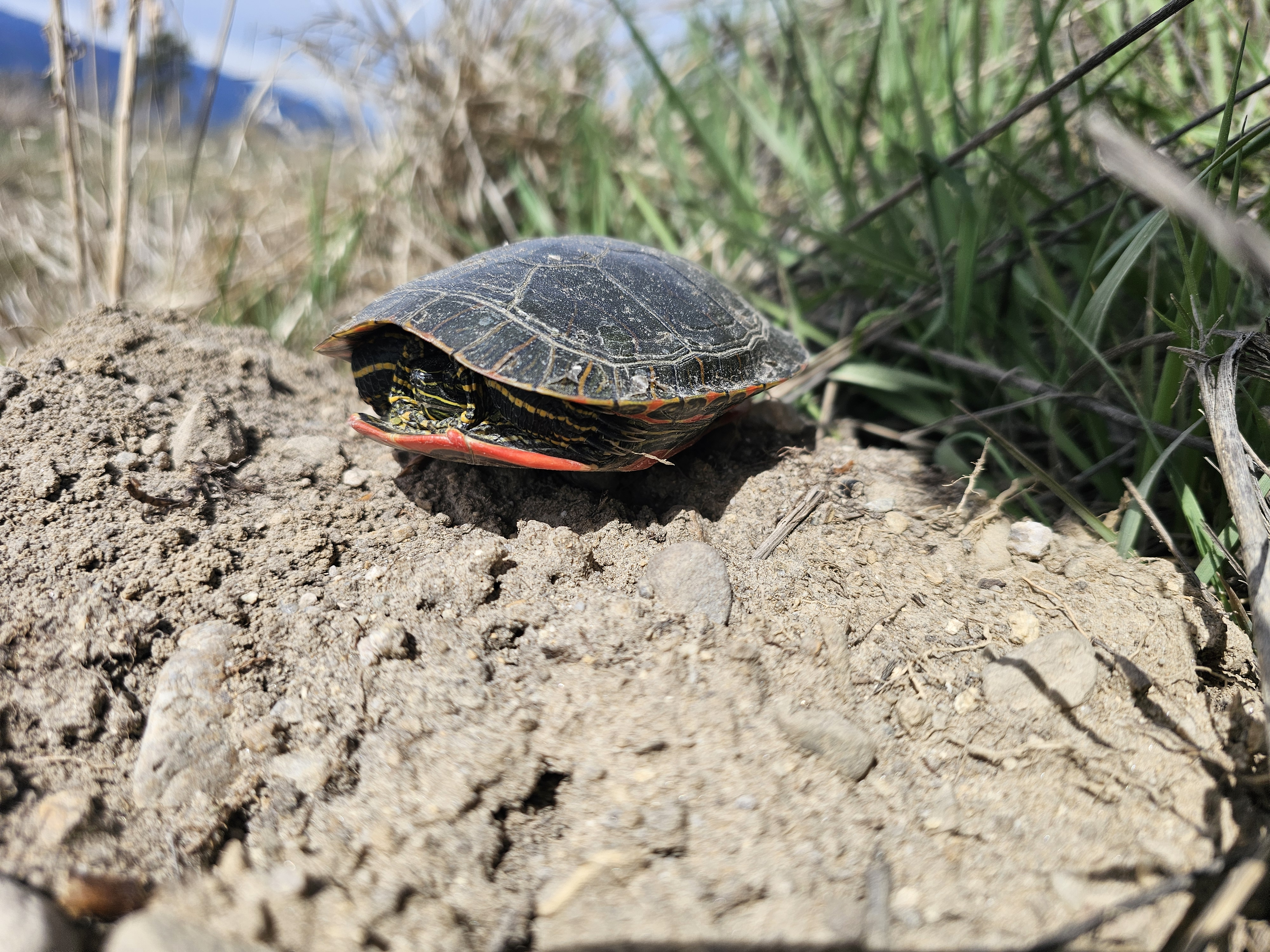 user avatar image for Everett 