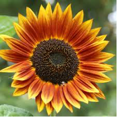user avatar image for Alyson