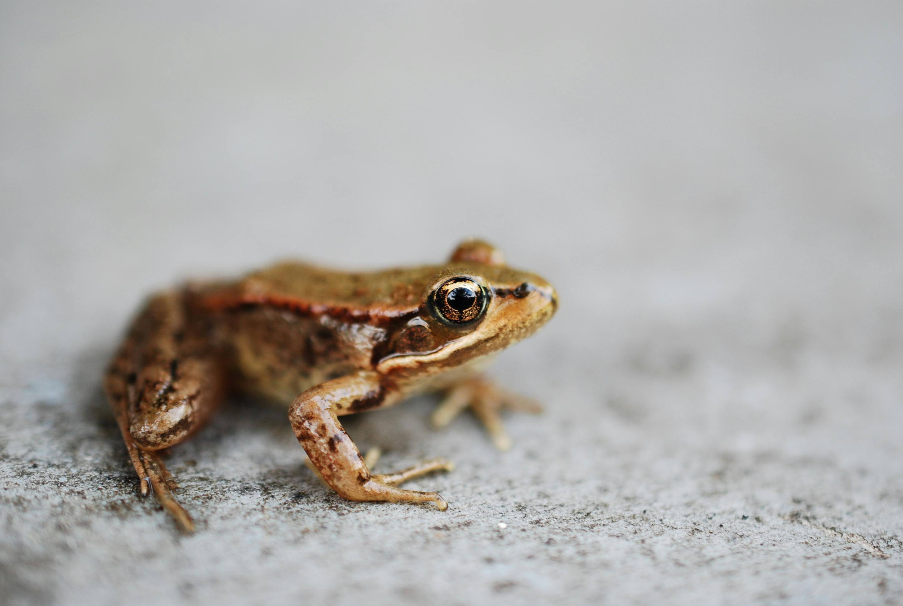 user avatar image for Simon Brown 