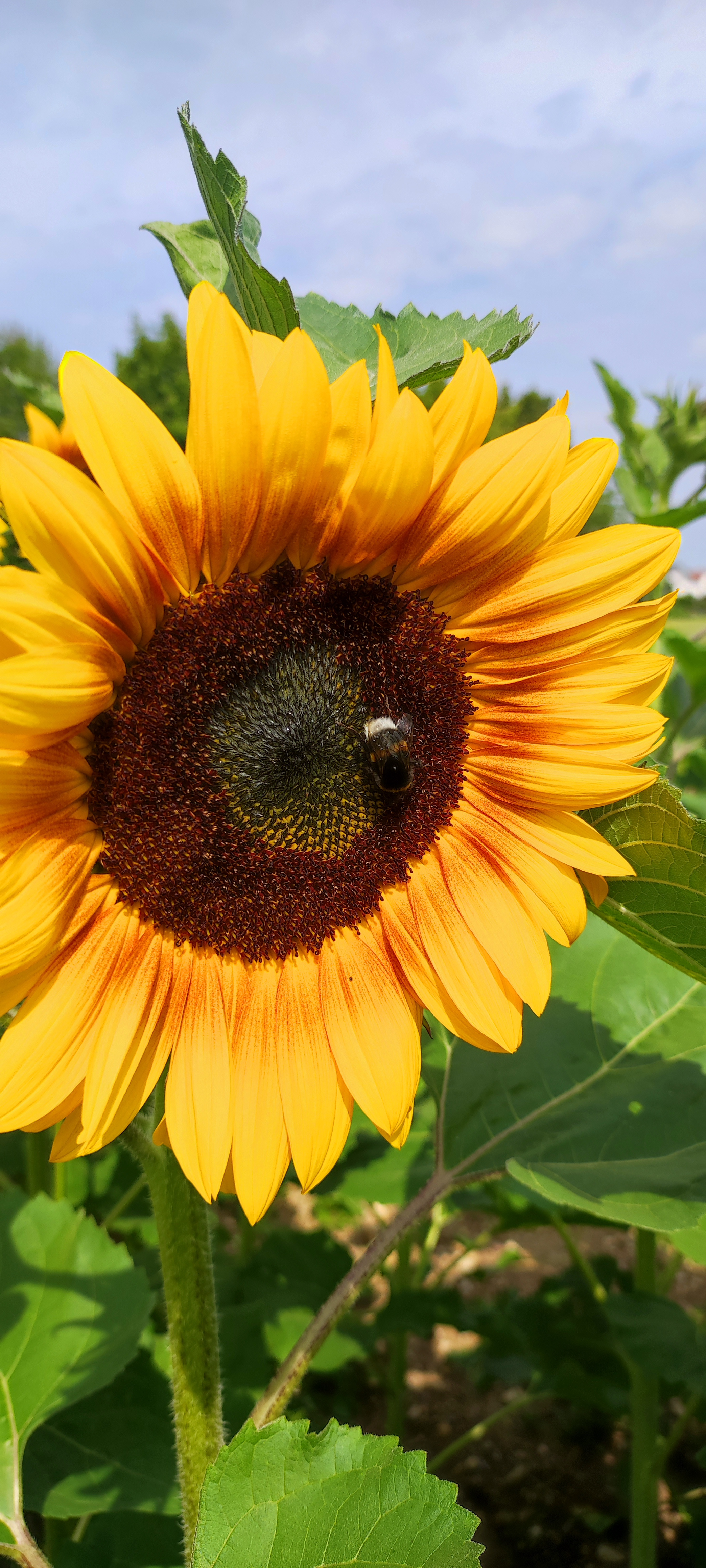 user avatar image for Daniela