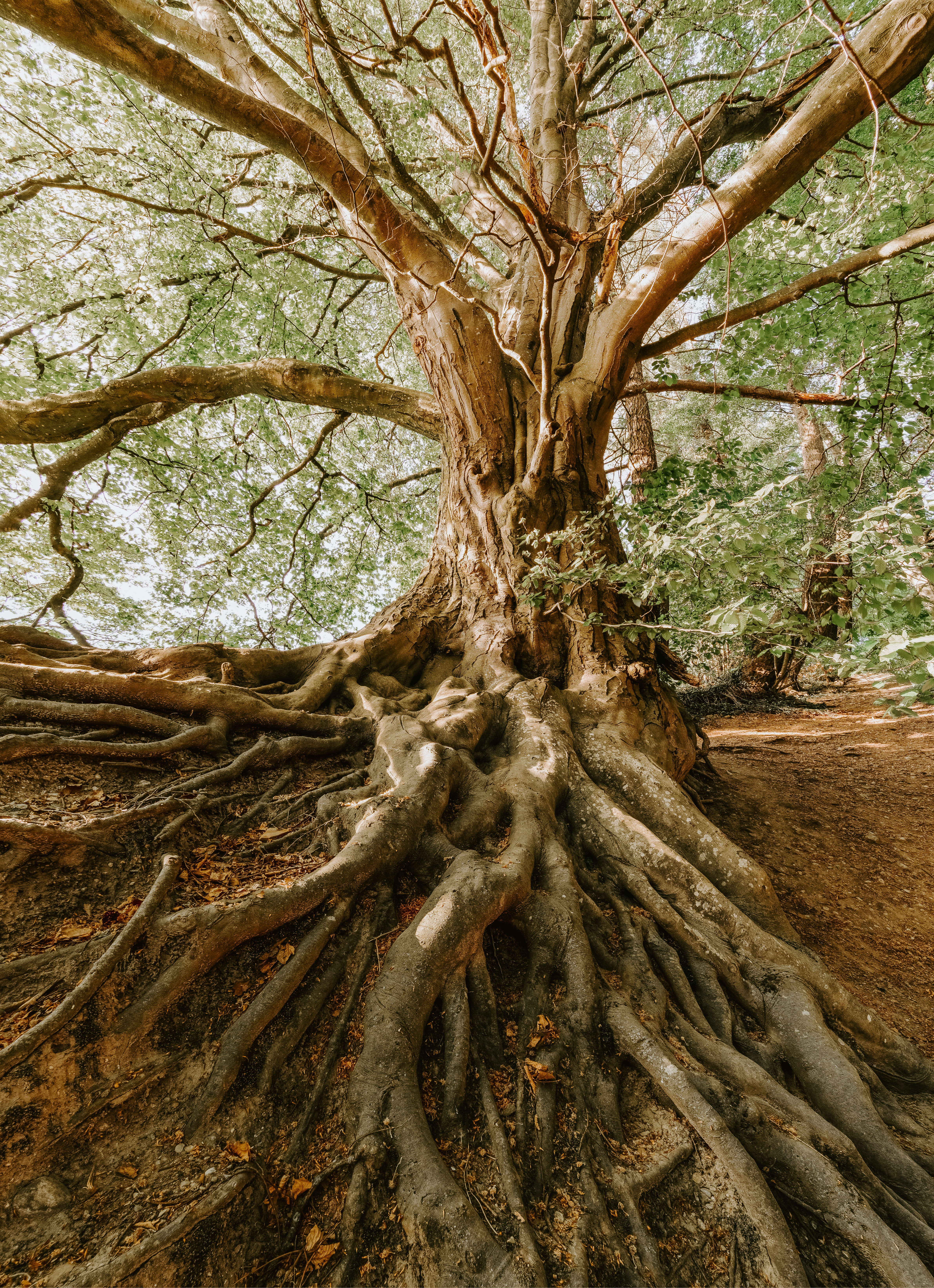 user avatar image for Thewood