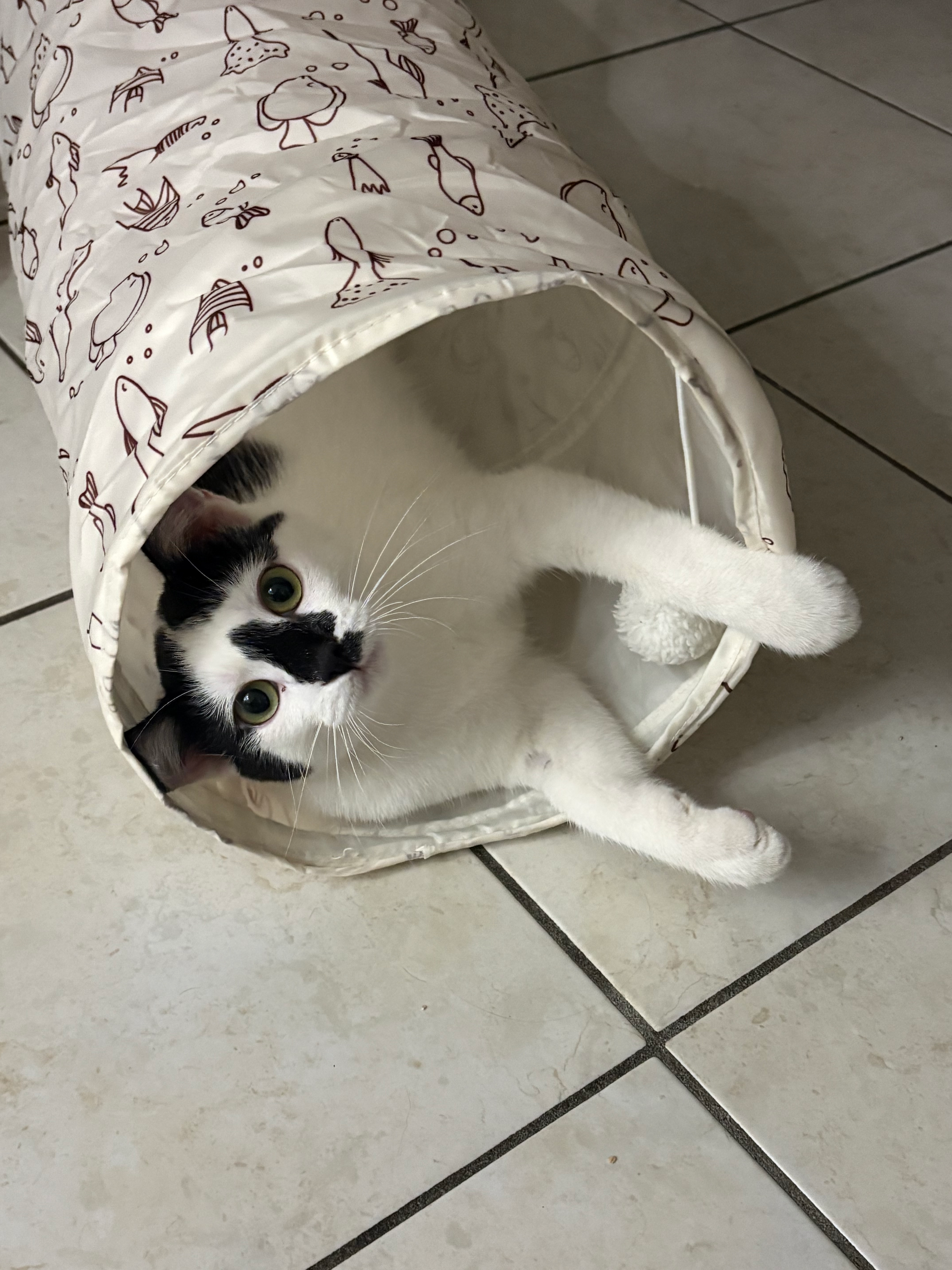 user avatar image for Diluvia