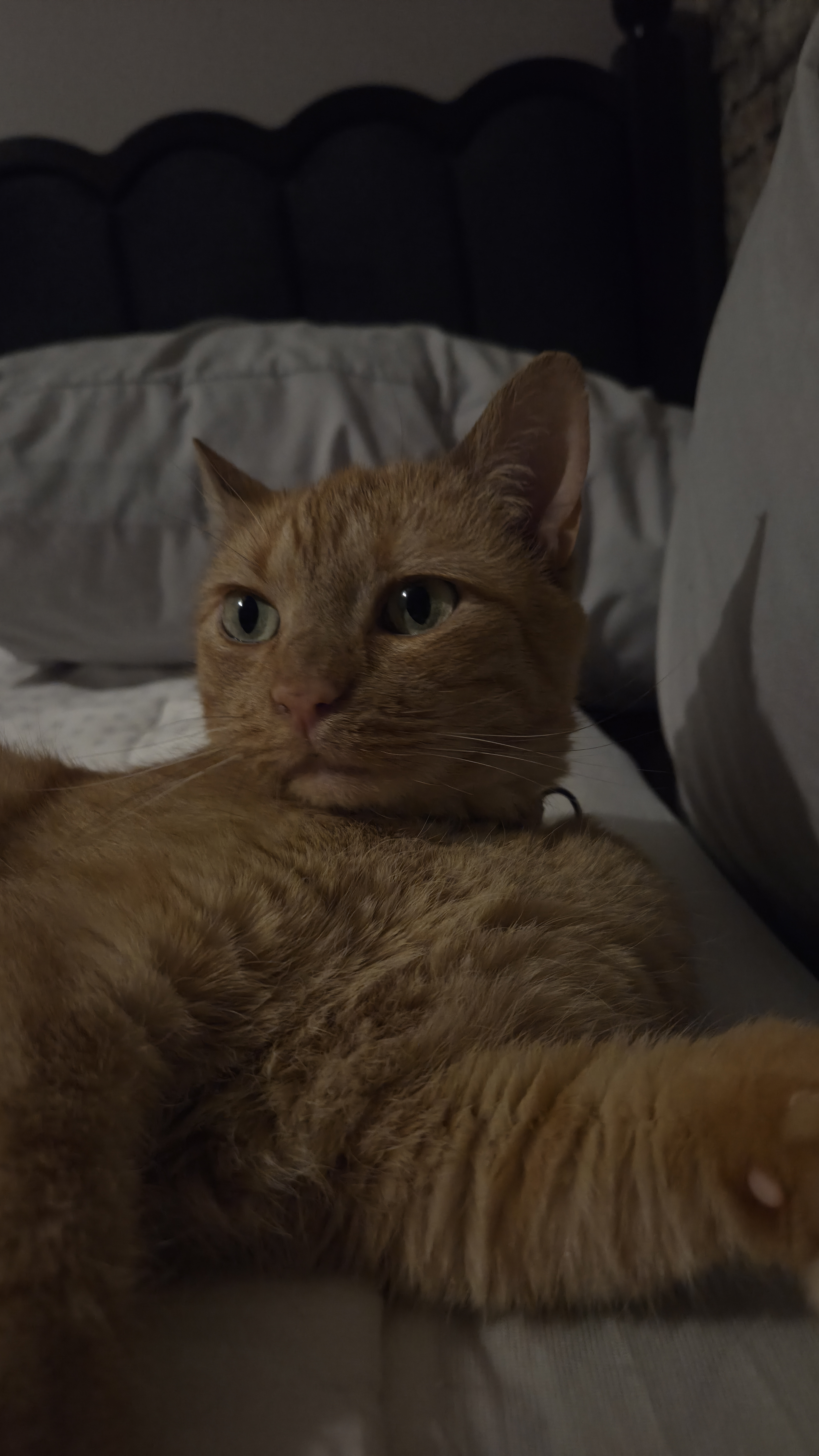 user avatar image for Dampgoat