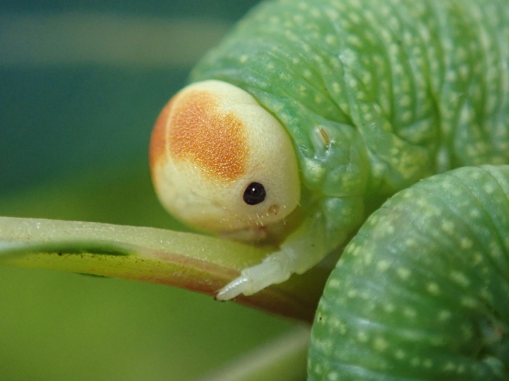 user avatar image for Fruit