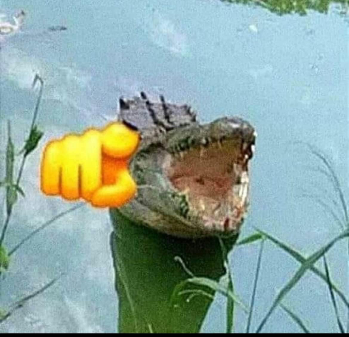 user avatar image for Kal H