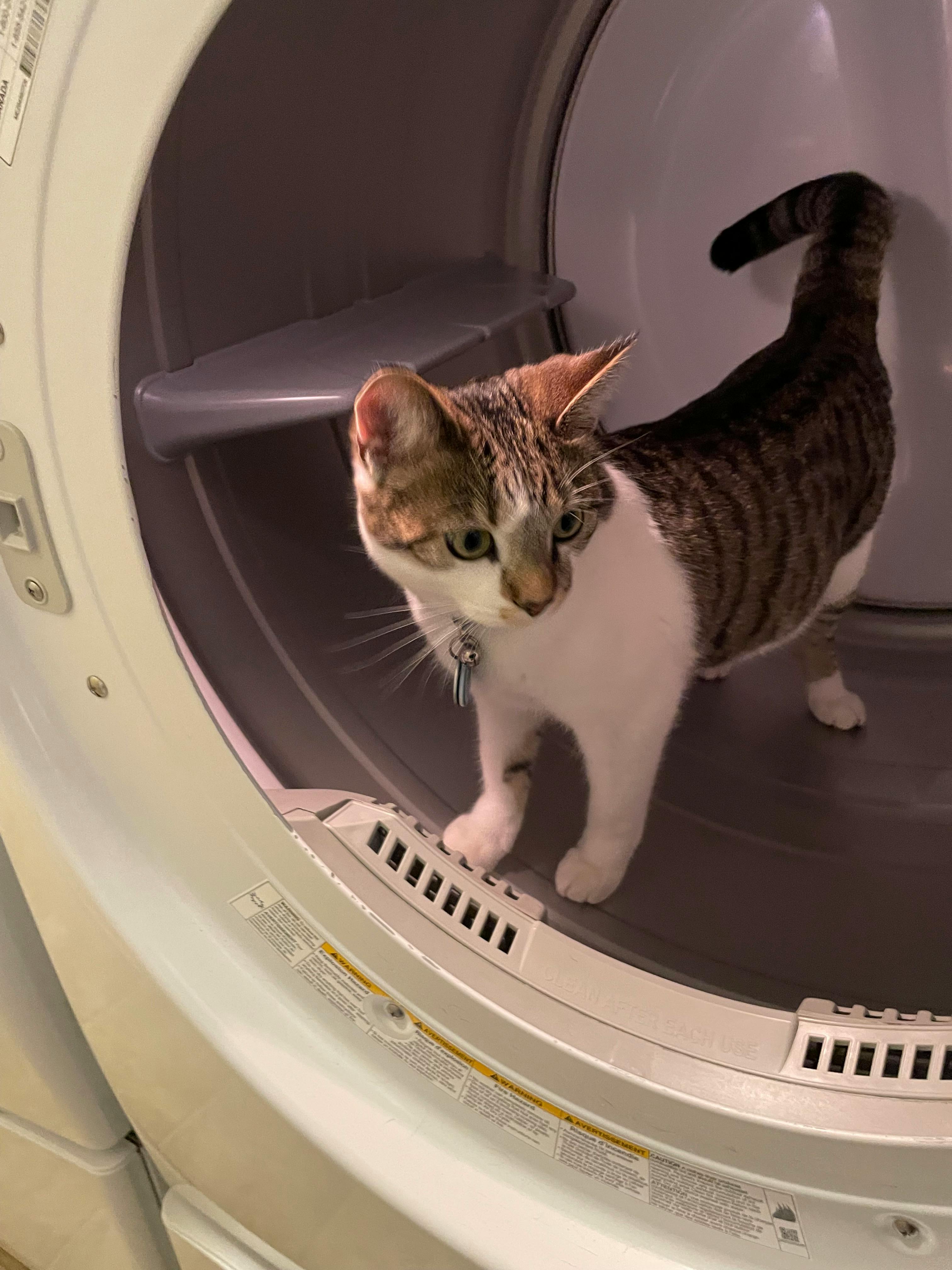 user avatar image for Zestrenocya