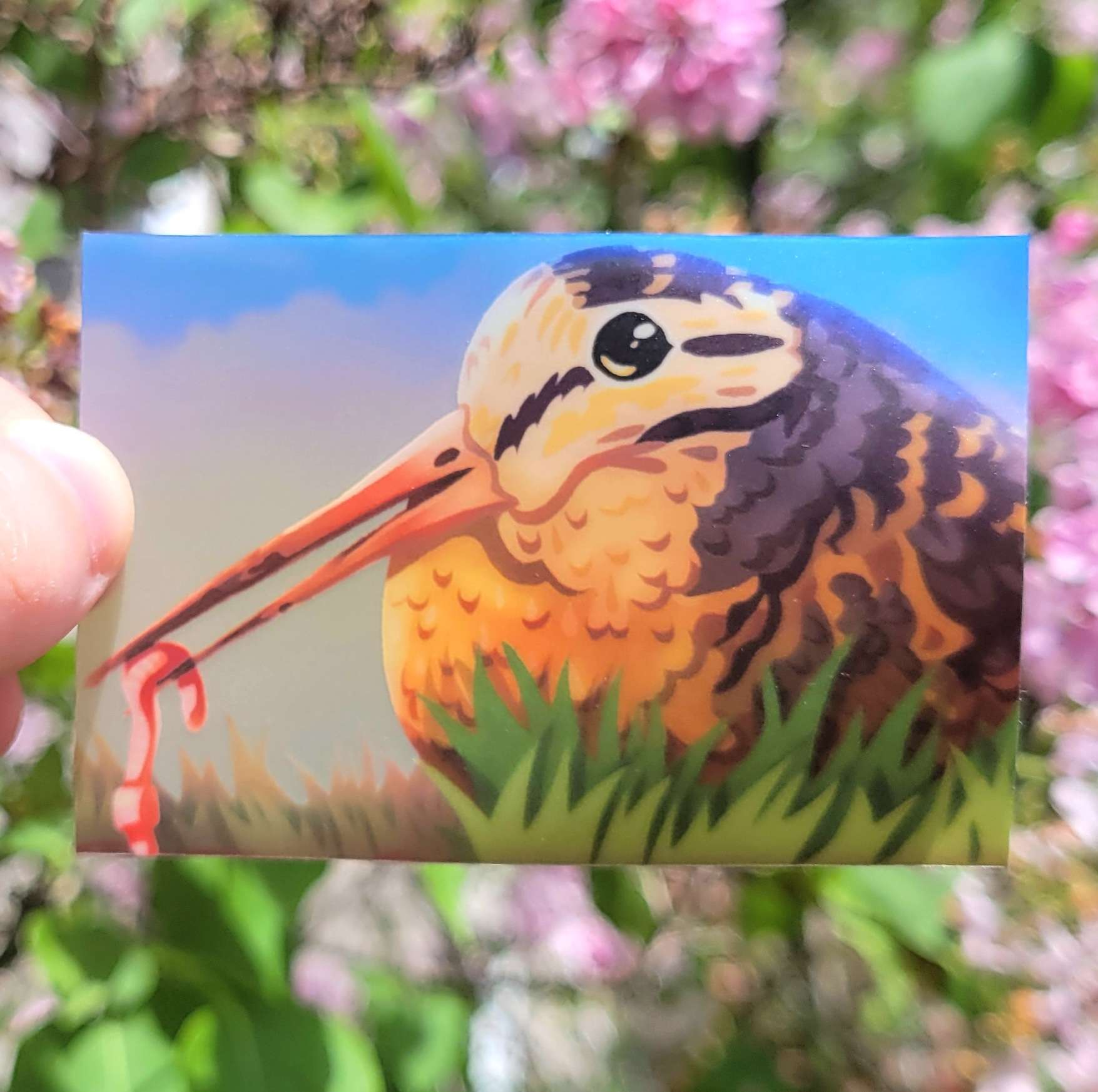 Woodcock Sticker
