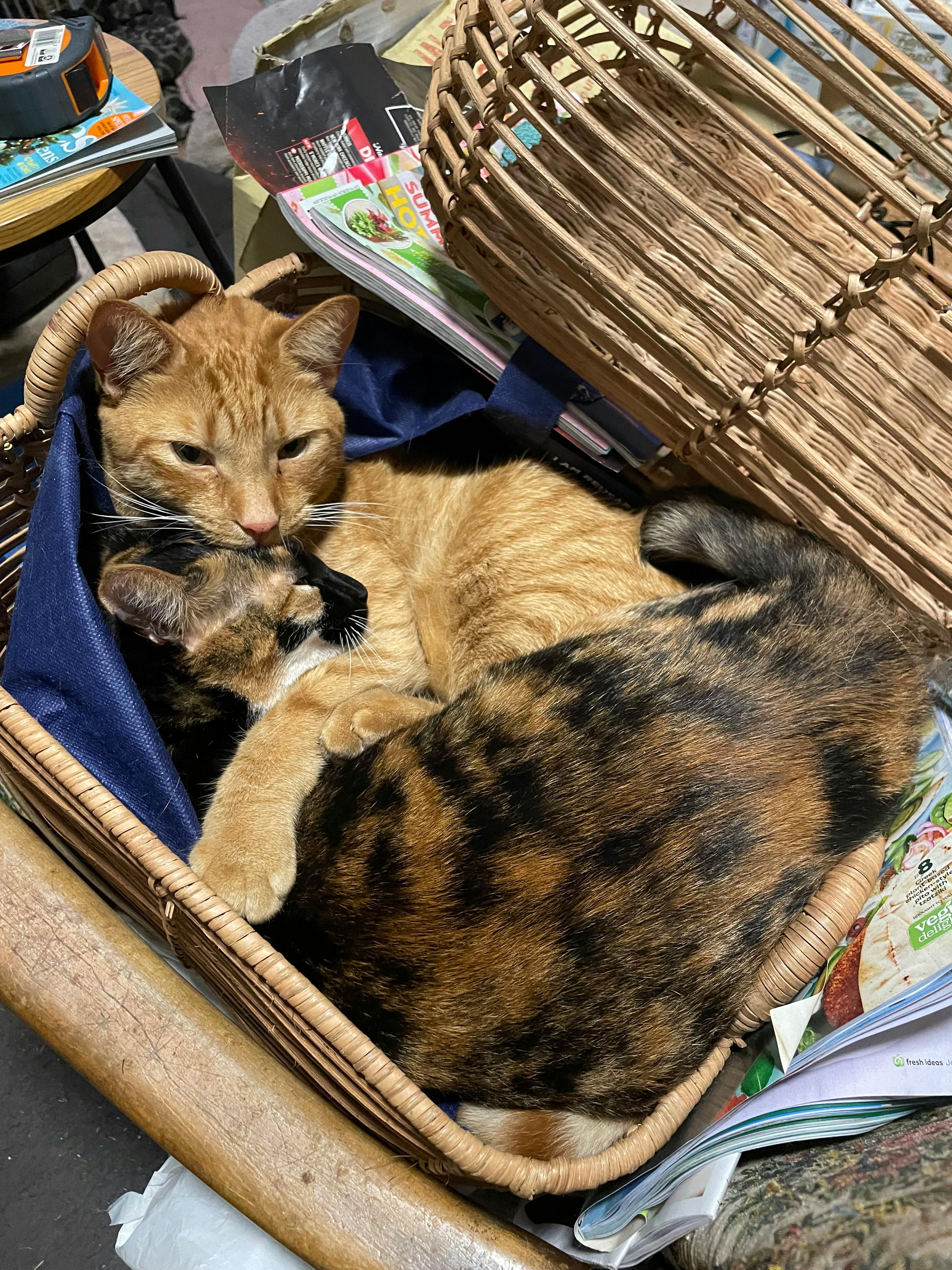 user avatar image for Roze