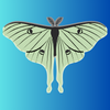 Luna Moth- Transformation & Metamorphosis